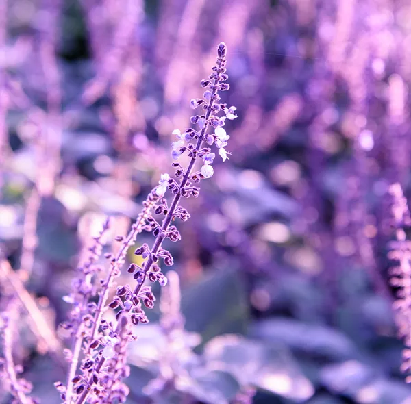 Fleur de lavande en fleurs avec un arrière-plan flou.