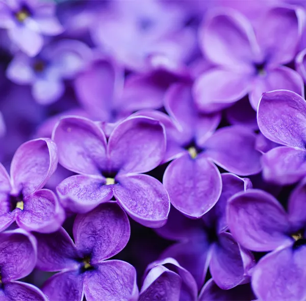 Fleur de glaïeul violet avec des gouttelettes d’eau, symbolisant la croissance et le renouveau.