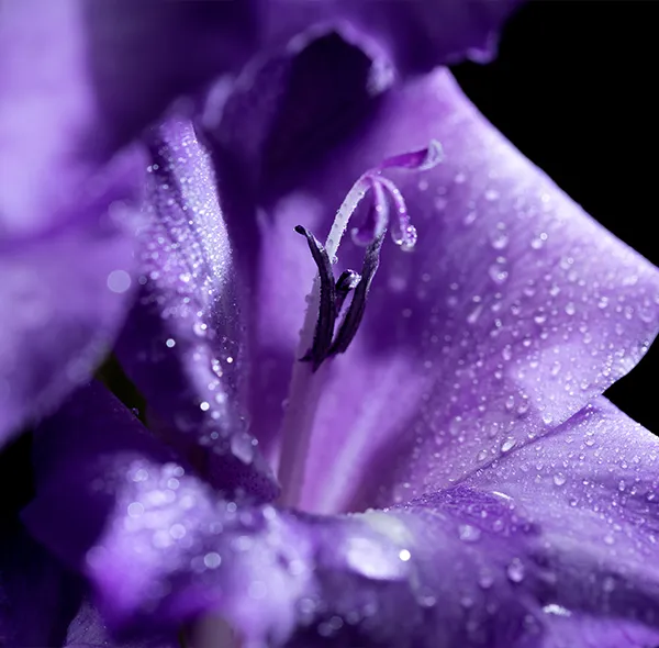 Fleur de glaïeul violet avec des gouttelettes d’eau, symbolisant la fraîcheur et la renaissance.