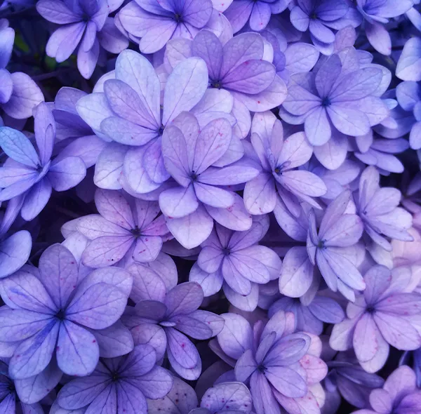 leurs d’hortensia violettes en gros plan