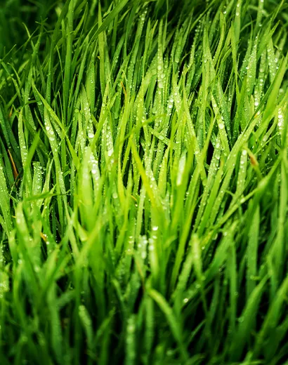 Herbe verte fraîche avec des gouttes de rosée brillantes, symbolisant la croissance et le renouveau.