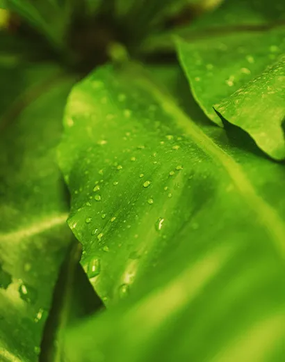 Des feuilles vertes éclatantes ornées de gouttes de rosée