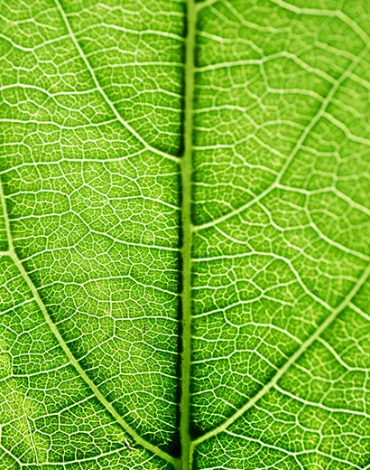 Feuille verte capturant l’essence de la vitalité et de l’énergie naturelle.