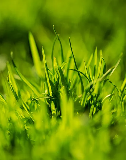 Brins d’herbe verts éclatants en gros plan avec un arrière-plan doucement flou.