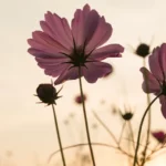 Des fleurs de cosmos roses épanouies baignées dans la lumière dorée du soleil couchant, symbolisant la paix et la renaissance.